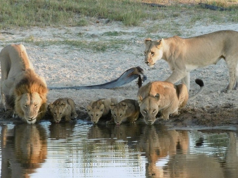 Львы на водопое